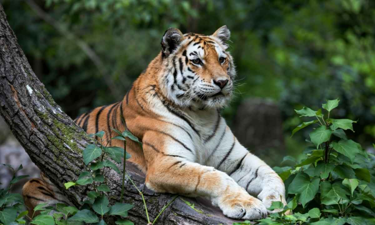 Bengal Tiger in Rajaji National Park - Wildlife Safari Uttarakhand