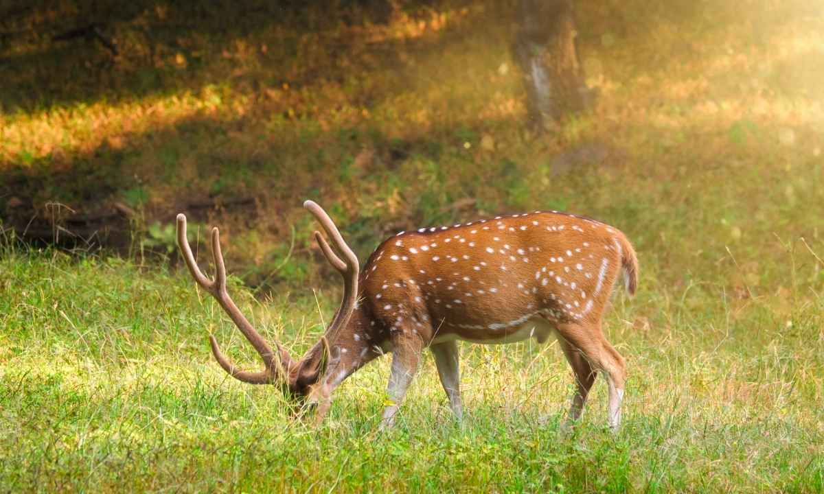 Spotted Deer Rajaji National Park - Wildlife Sanctuary Haridwar