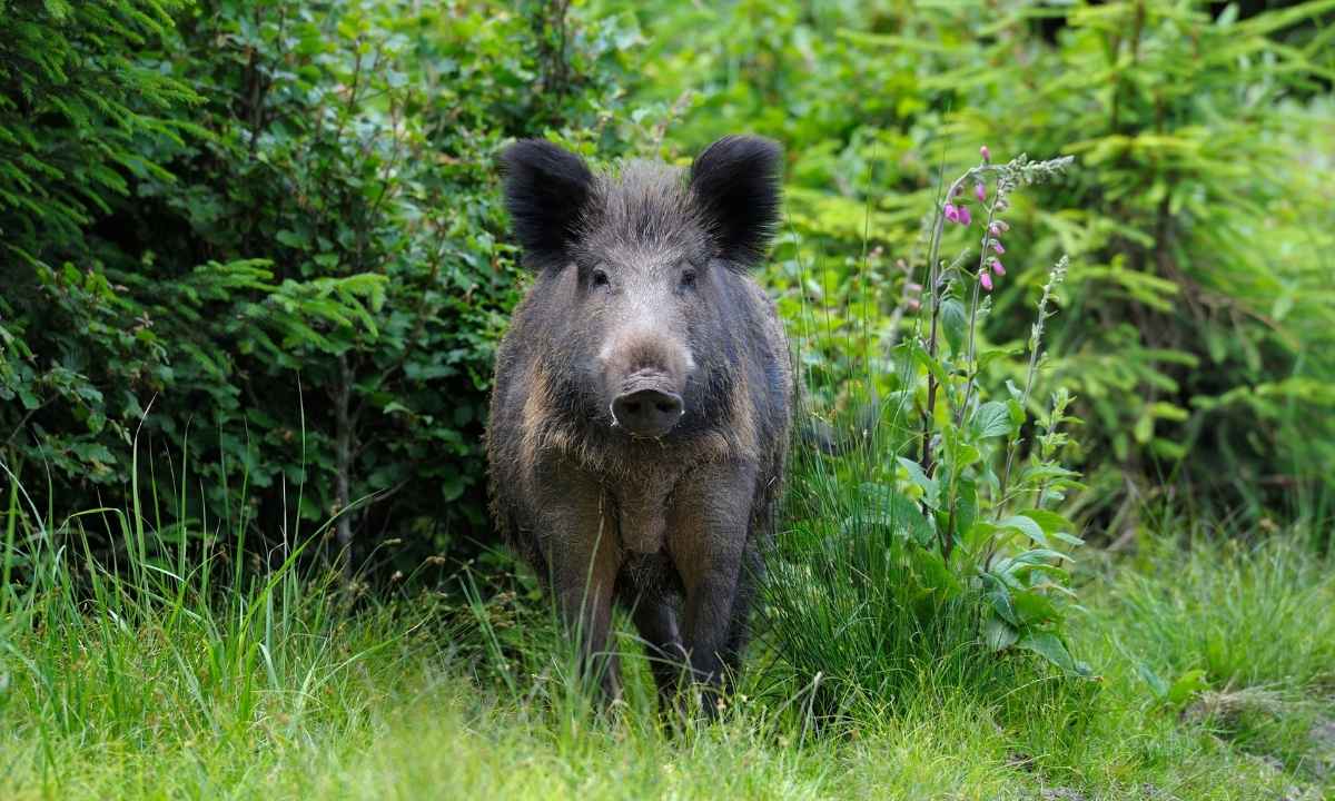 Wild Boar Rajaji Tiger Reserve - Mammals Wildlife India